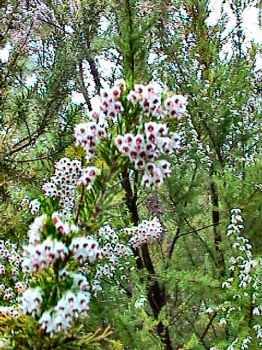 Tree heather