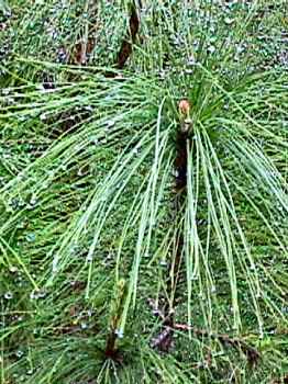 Canary pine with raindrops