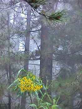 Rainforest in the mist