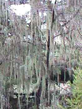 Spanish moss