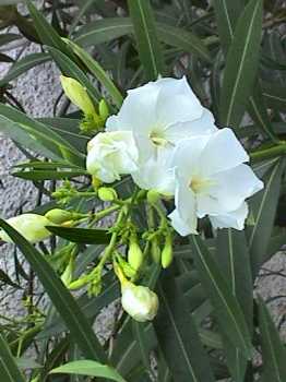 white oleander