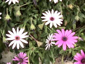 pink and white flowers