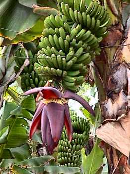 bananas with flower