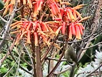 bird drinking nectar from orange flowers