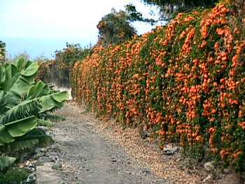 wall covered in orange climbers