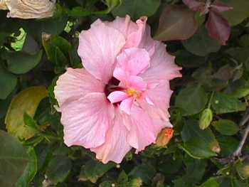 double rose-pink hibiscus