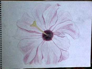 picture of hibiscus