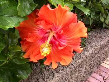 orange hibiscus