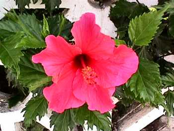 red hibiscus