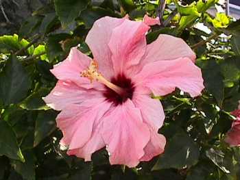 Rose-pink hibiscus