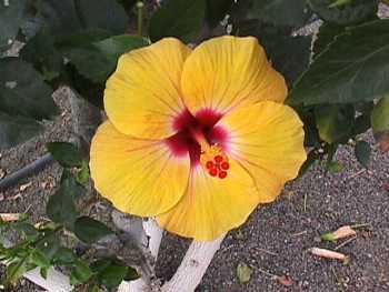 yellow hibiscus 