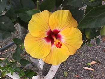 yellow hibiscus 