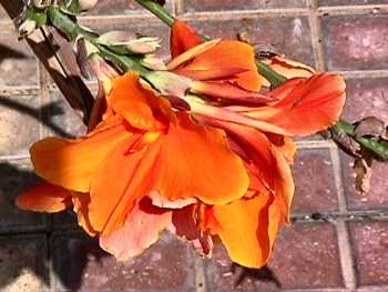 Orange lilly 