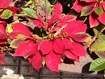 poinsettia