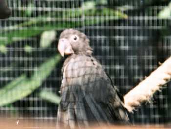 grey parrot