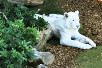 white tiger