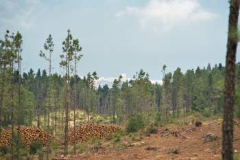 log piles