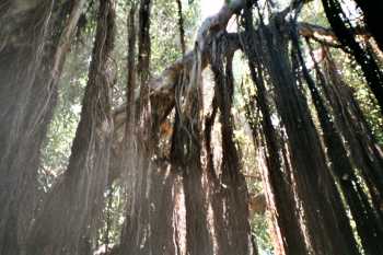 Spanish moss