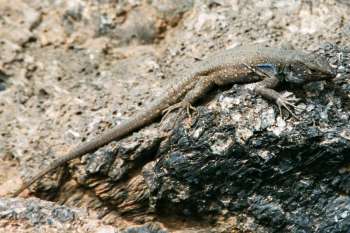 Lizard on lava