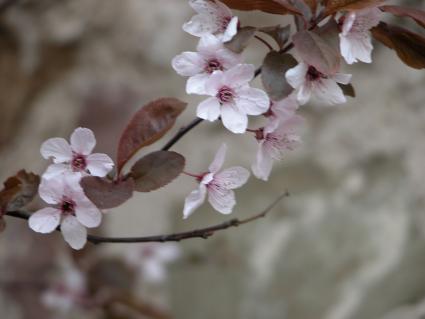 Japanese cherry