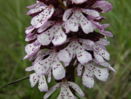 Orchis purpurea