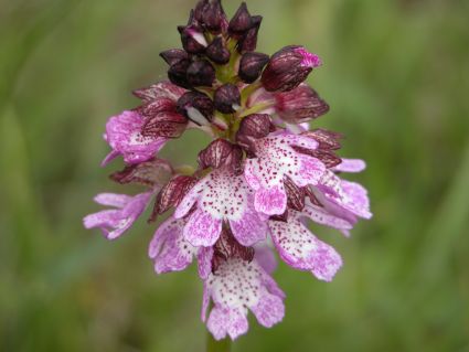 Orchis purpurea