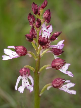 Orchis purpurea?