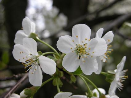 cherry blossoms