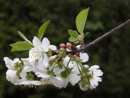 Cherry blossoms