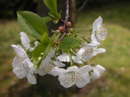 Cherry blossoms