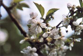 cherry blossoms