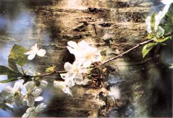 cherry blossoms superimposed on cherry tree bark