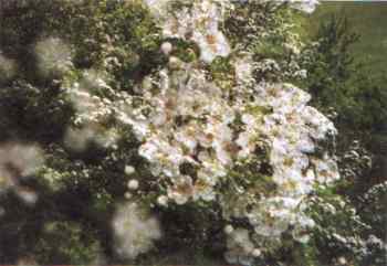 Double exposure of cherry blossoms and cherry tree