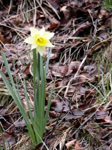 a single daffodil