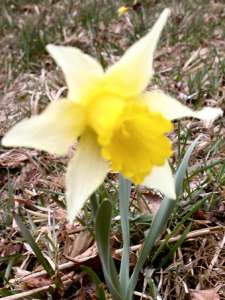 wild daffodil - closeup