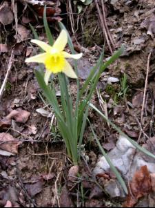 a single daffodil