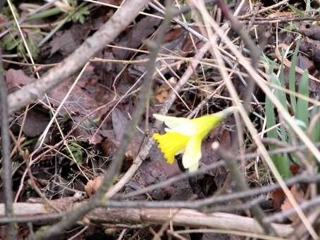 daffodil among branches