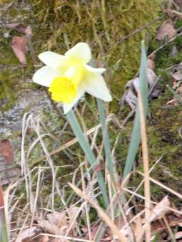 daffodil beside mossy birch