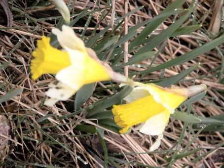 2 daffodils in dead grass