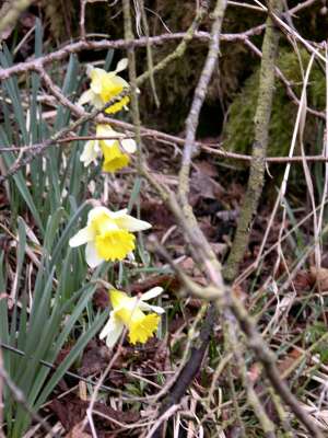 4 daffodils among branches