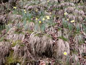 a hillside with many wild daffodils