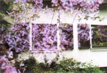 Lilac and house - double exposure