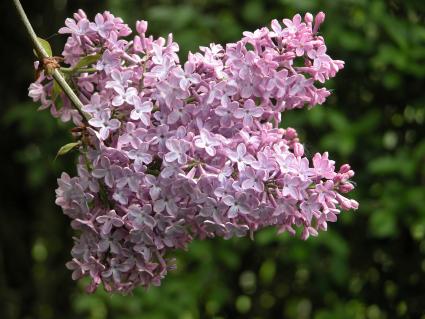 Purple lilac