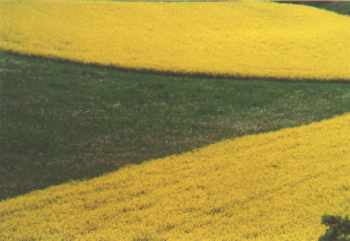 rape fields