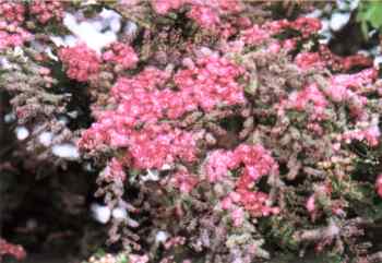 Red hawthorn and tamarisk doouble exposure